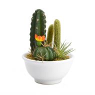 Sztuczna roślina Kaktusy w białej osłonce 56708-33 - 56708-33_(1).jpg
